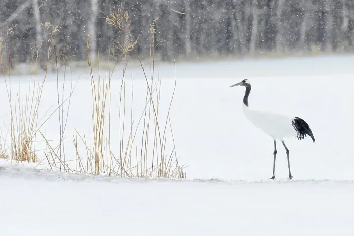 Framed Print : Japan, Hokkaido, Japanese Red-crowned Crane (Grus japonensis)