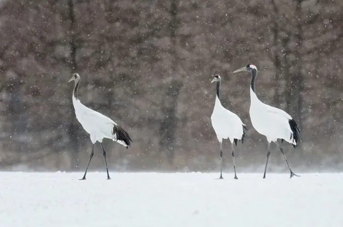 Framed Print : Japan, Hokkaido, Japanese Red-crowned Crane (Grus japonensis) family