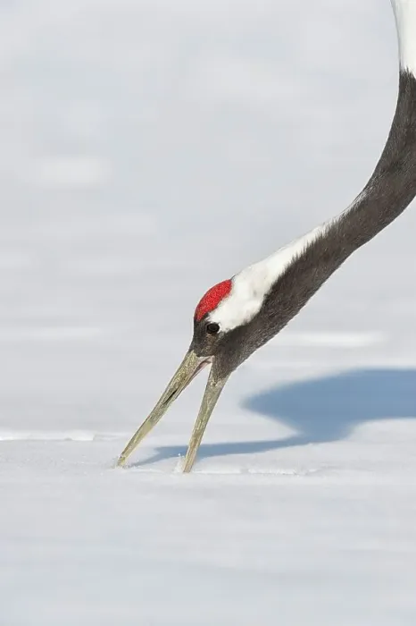 Framed Print : Japan, Hokkaido, Japanese Red-crowned Crane (Grus japonensis) feeding in snow Framed Print : Japan, Hokkaido, Japanese Red-crowned Crane (Grus japonensis) feeding in snow