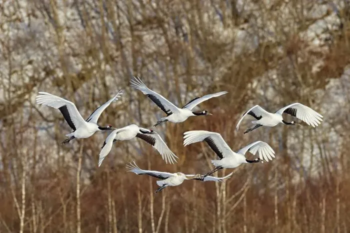 Framed Print : Japan, Hokkaido, Japanese Red-crowned Crane (Grus japonensis) flying to feeding grounds Framed Print : Japan, Hokkaido, Japanese Red-crowned Crane (Grus japonensis) flying to feeding grounds