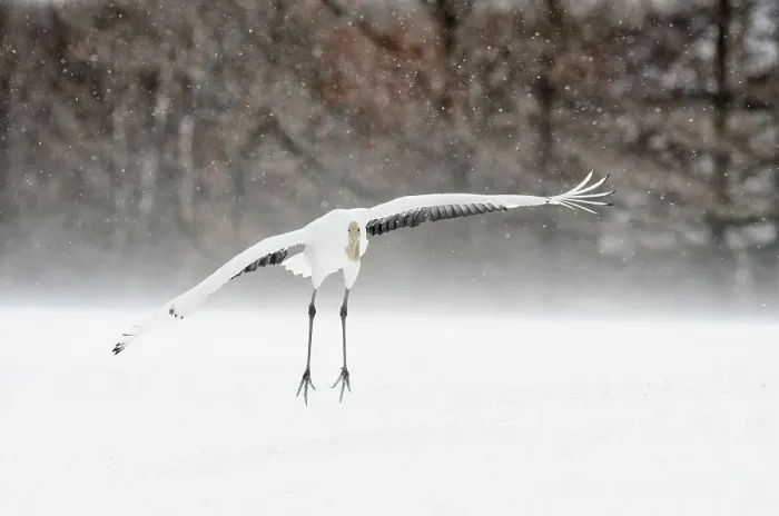 Framed Print : Japan, Hokkaido, Japanese Red-crowned Crane (Grus japonensis) flying to feeding grounds Framed Print : Japan, Hokkaido, Japanese Red-crowned Crane (Grus japonensis) flying to feeding grounds