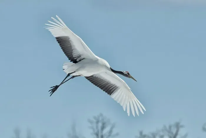 Framed Print : Japan, Hokkaido, Japanese Red-crowned Crane (Grus japonensis) flying to feeding grounds Framed Print : Japan, Hokkaido, Japanese Red-crowned Crane (Grus japonensis) flying to feeding grounds