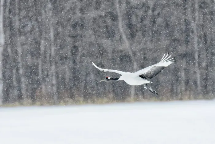 Framed Print : Japan, Hokkaido, Japanese Red-crowned Crane (Grus japonensis) flying to feeding grounds Framed Print : Japan, Hokkaido, Japanese Red-crowned Crane (Grus japonensis) flying to feeding grounds