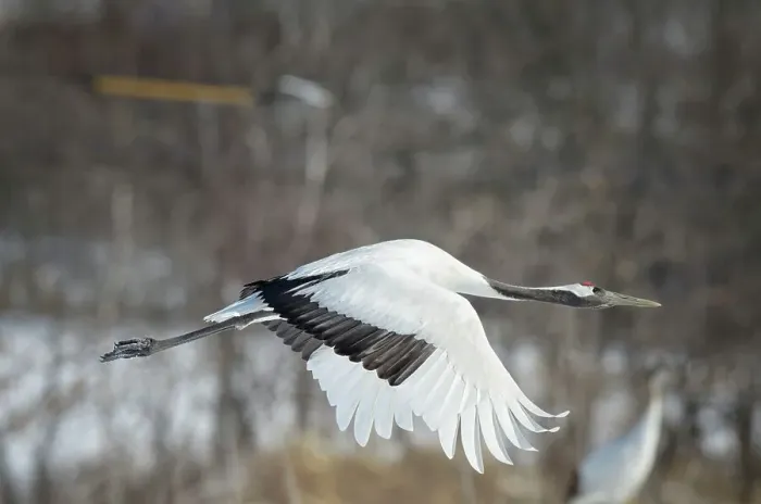 Framed Print : Japan, Hokkaido, Japanese Red-crowned Crane (Grus japonensis) flying to feeding grounds