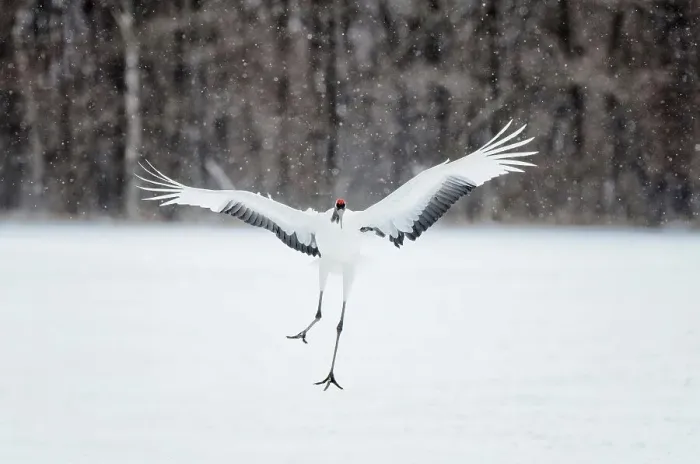 Framed Print : Japan, Hokkaido, Japanese Red-crowned Crane (Grus japonensis) flying to feeding grounds Framed Print : Japan, Hokkaido, Japanese Red-crowned Crane (Grus japonensis) flying to feeding grounds