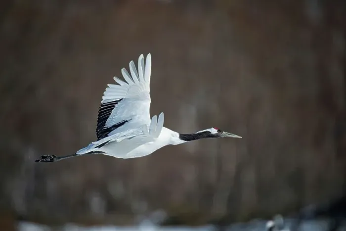 Framed Print : Japan, Hokkaido, Japanese Red-crowned Crane (Grus japonensis) flying to feeding grounds