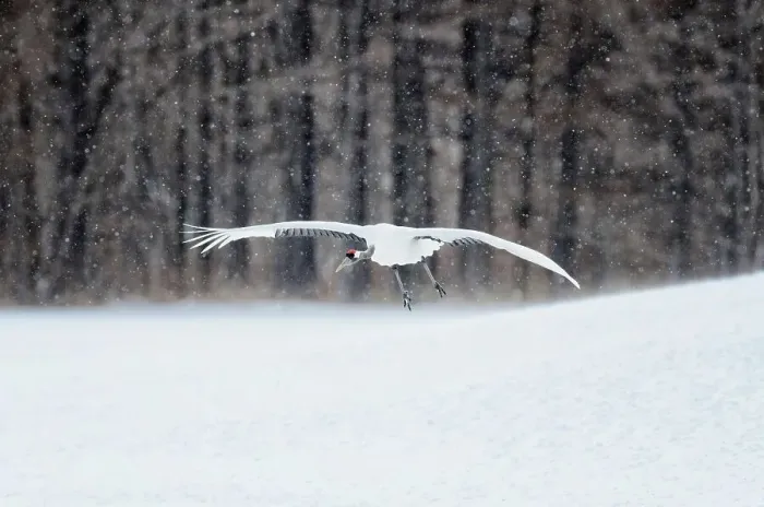 Framed Print : Japan, Hokkaido, Japanese Red-crowned Crane (Grus japonensis) flying to feeding grounds