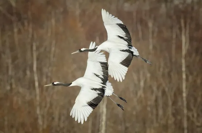 Framed Print : Japan, Hokkaido, Japanese Red-crowned Crane (Grus japonensis) flying to feeding grounds Framed Print : Japan, Hokkaido, Japanese Red-crowned Crane (Grus japonensis) flying to feeding grounds