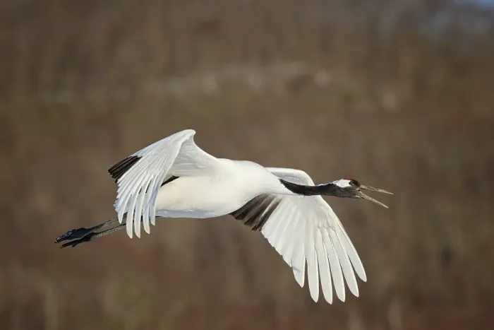 Framed Print : Japan, Hokkaido, Japanese Red-crowned Crane (Grus japonensis) flying to feeding grounds