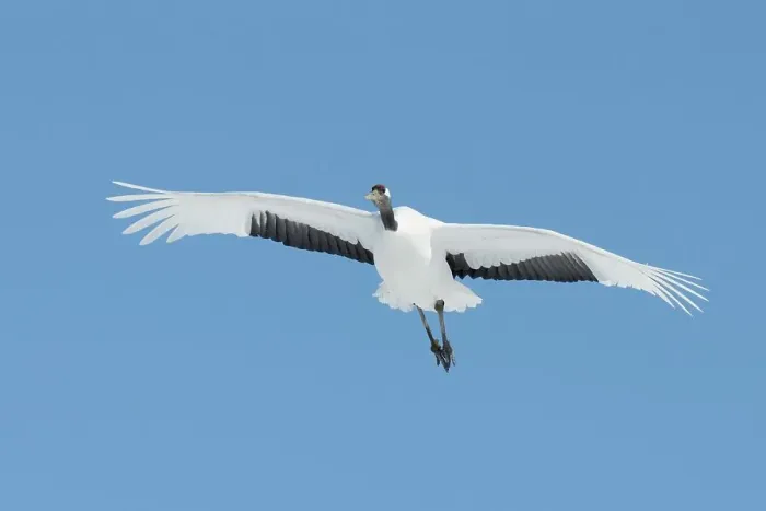 Framed Print : Japan, Hokkaido, Japanese Red-crowned Crane (Grus japonensis) flying to feeding grounds
