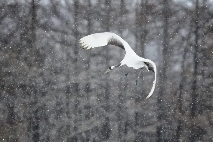 Framed Print : Japan, Hokkaido, Japanese Red-crowned Crane (Grus japonensis) flying to feeding grounds