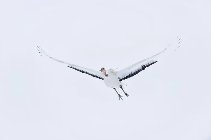 Framed Print : Japan, Hokkaido, Japanese Red-crowned Crane (Grus japonensis) flying to feeding grounds with radio tracker on back