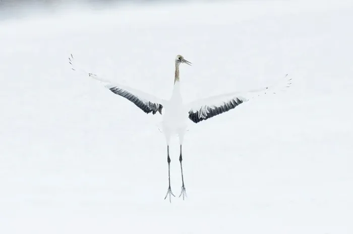 Framed Print : Japan, Hokkaido, Japanese Red-crowned Crane (Grus japonensis) performing courtship dance Framed Print : Japan, Hokkaido, Japanese Red-crowned Crane (Grus japonensis) performing courtship dance