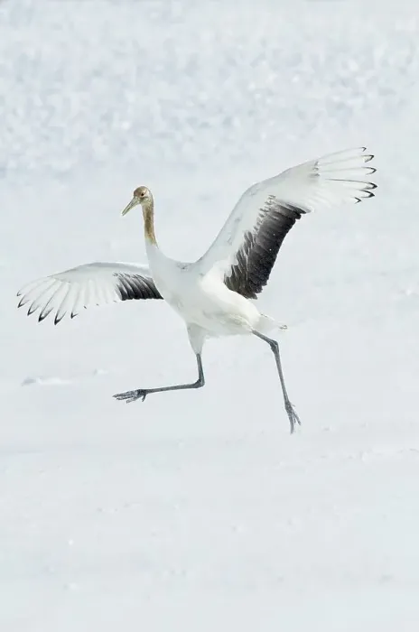 Framed Print : Japan, Hokkaido, Japanese Red-crowned Crane (Grus japonensis) performing courtship dance