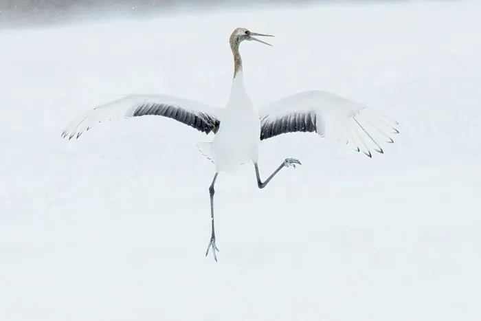 Framed Print : Japan, Hokkaido, Japanese Red-crowned Crane (Grus japonensis) performing courtship dance Framed Print : Japan, Hokkaido, Japanese Red-crowned Crane (Grus japonensis) performing courtship dance