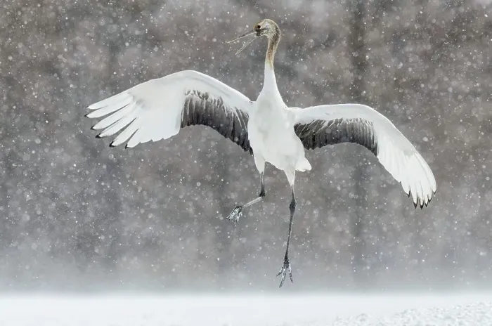 Framed Print : Japan, Hokkaido, Japanese Red-crowned Crane (Grus japonensis) performing courtship dance Framed Print : Japan, Hokkaido, Japanese Red-crowned Crane (Grus japonensis) performing courtship dance