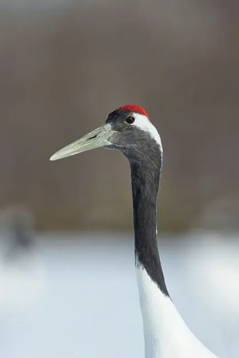 Framed Print : Japan, Hokkaido, Japanese Red-crowned Crane (Grus japonensis) portrait Framed Print : Japan, Hokkaido, Japanese Red-crowned Crane (Grus japonensis) portrait