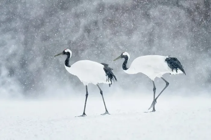 Framed Print : Japan, Hokkaido, Japanese Red-crowned Cranes (Grus japonensis)