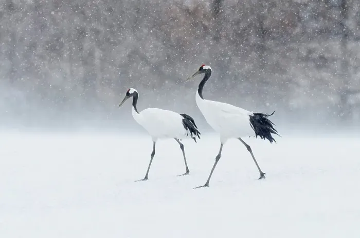 Framed Print : Japan, Hokkaido, Japanese Red-crowned Cranes (Grus japonensis) Framed Print : Japan, Hokkaido, Japanese Red-crowned Cranes (Grus japonensis)