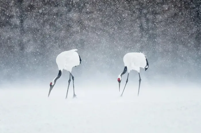 Framed Print : Japan, Hokkaido, Japanese Red-crowned Cranes (Grus japonensis) feeding in snow Framed Print : Japan, Hokkaido, Japanese Red-crowned Cranes (Grus japonensis) feeding in snow