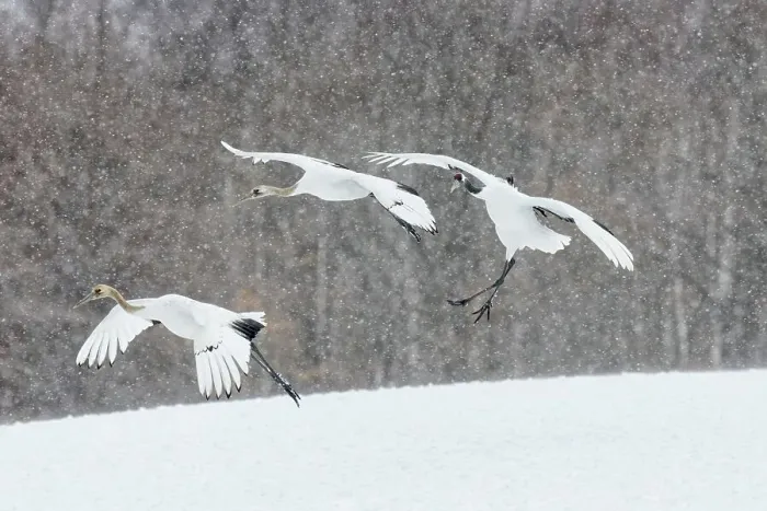 Framed Print : Japan, Hokkaido, Japanese Red-crowned Cranes (Grus japonensis) flying to feeding grounds Framed Print : Japan, Hokkaido, Japanese Red-crowned Cranes (Grus japonensis) flying to feeding grounds
