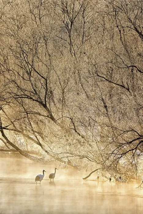 Framed Print : Japan, Hokkaido, Japanese Red-crowned Cranes (Grus japonensis) roosting in river Framed Print : Japan, Hokkaido, Japanese Red-crowned Cranes (Grus japonensis) roosting in river