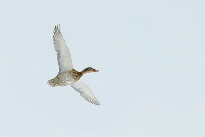 Framed Print : Japan, Hokkaido, Mallard (Anas platyrhynchos) in flight Framed Print : Japan, Hokkaido, Mallard (Anas platyrhynchos) in flight