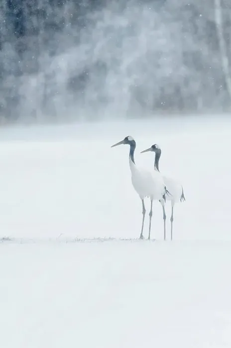 Framed Print : Japan, Hokkaido, Red-crowned Cranes (Grus japonensisi) in snow storm Framed Print : Japan, Hokkaido, Red-crowned Cranes (Grus japonensisi) in snow storm