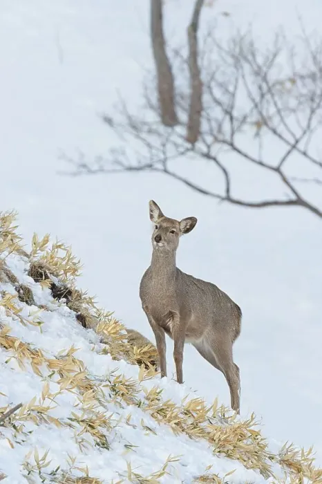 Framed Print : Japan, Hokkaido, Sika deer, (Cervus nippon) female Framed Print : Japan, Hokkaido, Sika deer, (Cervus nippon) female