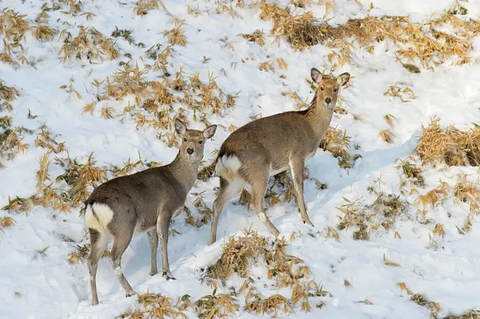 Framed Print : Japan, Hokkaido, Sika deer, (Cervus nippon) females