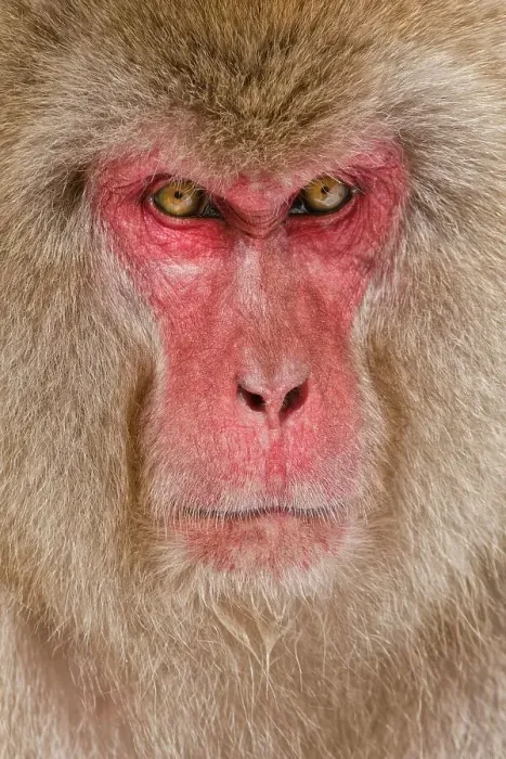 Framed Print : Japan, Nagano Province, Japanese macaque or snow monkey (Macaca fuscata) Framed Print : Japan, Nagano Province, Japanese macaque or snow monkey (Macaca fuscata)