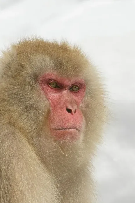 Framed Print : Japan, Nagano Province, Japanese macaque or snow monkey (Macaca fuscata) Framed Print : Japan, Nagano Province, Japanese macaque or snow monkey (Macaca fuscata)