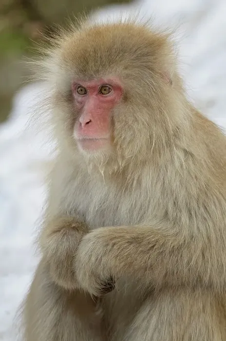 Framed Print : Japan, Nagano Province, Japanese macaque or snow monkey (Macaca fuscata) Framed Print : Japan, Nagano Province, Japanese macaque or snow monkey (Macaca fuscata)