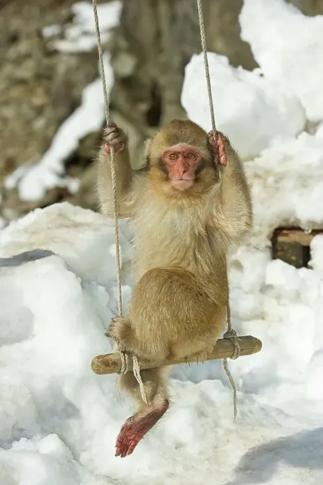 Framed Print : Japan, Nagano Province, Japanese macaque or snow monkey (Macaca fuscata) baby playing on swing Framed Print : Japan, Nagano Province, Japanese macaque or snow monkey (Macaca fuscata) baby playing on swing