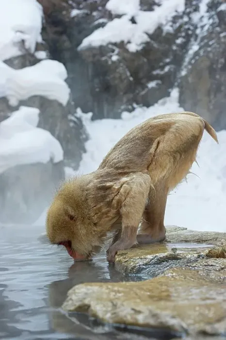 Framed Print : Japan, Nagano Province, Japanese macaque or snow monkey (Macaca fuscata) drinking from hot spring Framed Print : Japan, Nagano Province, Japanese macaque or snow monkey (Macaca fuscata) drinking from hot spring