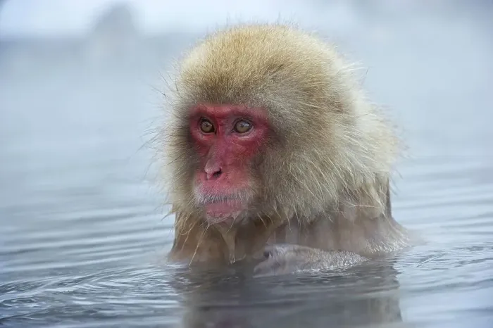 Framed Print : Japan, Nagano Province, Japanese macaque or snow monkey (Macaca fuscata) in hot spring Framed Print : Japan, Nagano Province, Japanese macaque or snow monkey (Macaca fuscata) in hot spring