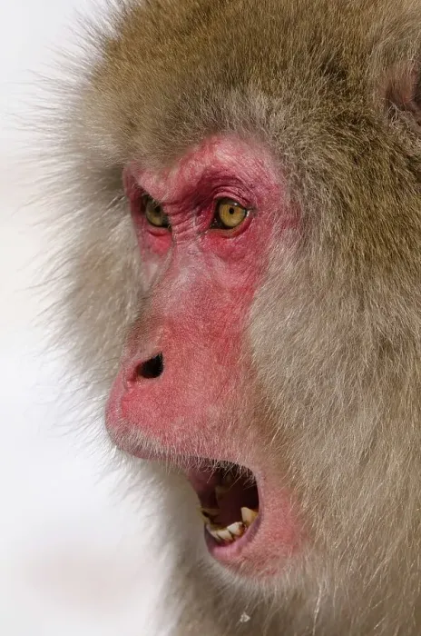 Framed Print : Japan, Nagano Province, Japanese macaque or snow monkey (Macaca fuscata) showing facial threat display Framed Print : Japan, Nagano Province, Japanese macaque or snow monkey (Macaca fuscata) showing facial threat display