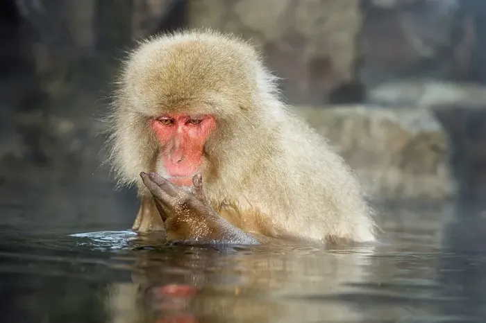 Framed Print : Japanese macaque or snow monkey (Macaca fuscata) in hot spring