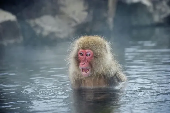 Framed Print : Japanese macaque or snow monkey (Macaca fuscata) in hot spring Framed Print : Japanese macaque or snow monkey (Macaca fuscata) in hot spring