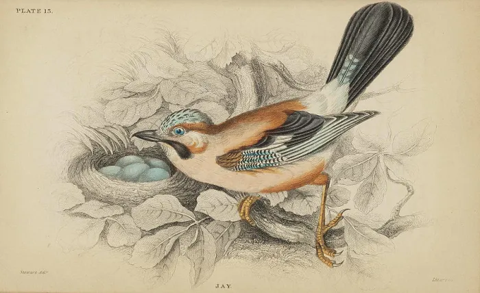 Framed Print : Jardine's Naturalists Library. vol 2 Ornithology Framed Print : Jardine's Naturalists Library. vol 2 Ornithology