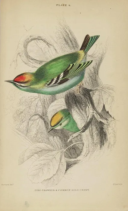 Framed Print : Jardine's Naturalists Library. vol 2 Ornithology