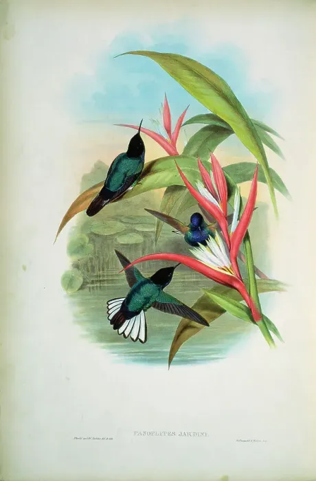 Framed Print : Jardine's Panoplites (Panoplites Jardini) 1861 John Gould (1804-1881 British) Monograph Academy of Natural Sciences Framed Print : Jardine's Panoplites (Panoplites Jardini) 1861 John Gould (1804-1881 British) Monograph Academy of Natural Sciences