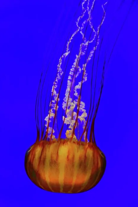 Framed Print : Jellyfish, or Atlantic Sea Nettle, in Aquarium Framed Print : Jellyfish, or Atlantic Sea Nettle, in Aquarium