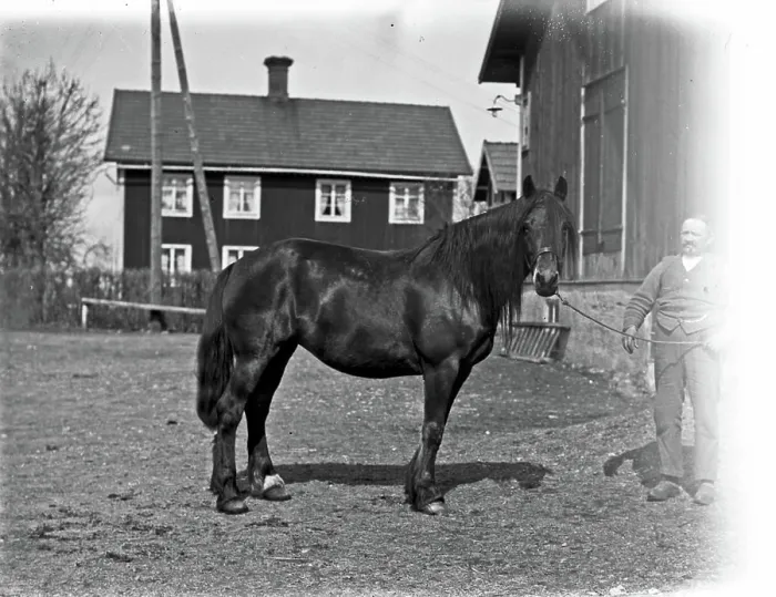 Framed Print : Josef Eriksson's horse Lotta Josef Erikssons häst Lotta Framed Print : Josef Eriksson's horse Lotta Josef Erikssons häst Lotta
