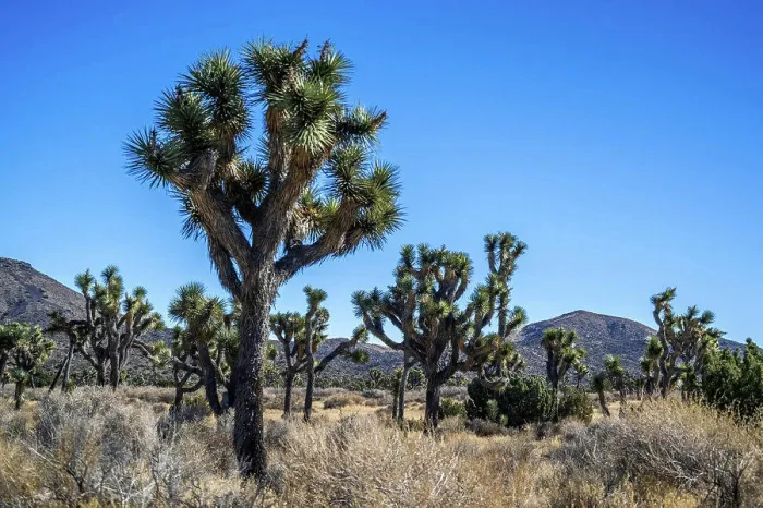 Framed Print : Joshua Trees in Joshua Tree National Park, California Framed Print : Joshua Trees in Joshua Tree National Park, California