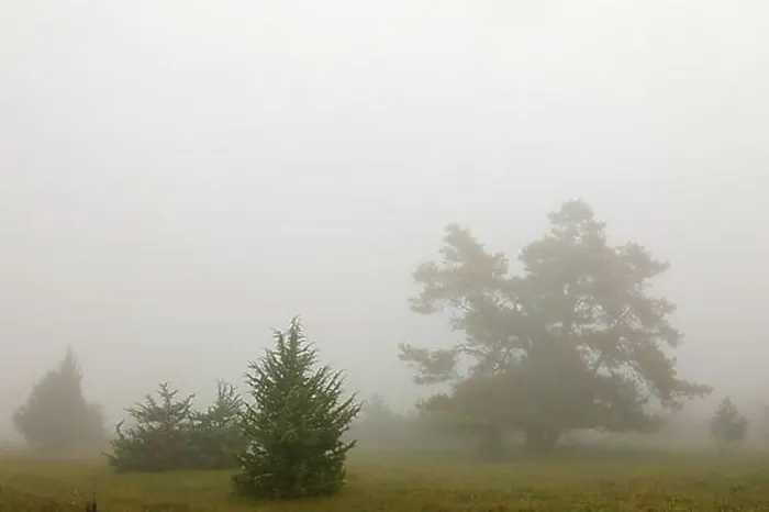 Framed Print : Juniper heath in the mist, juniper Framed Print : Juniper heath in the mist, juniper