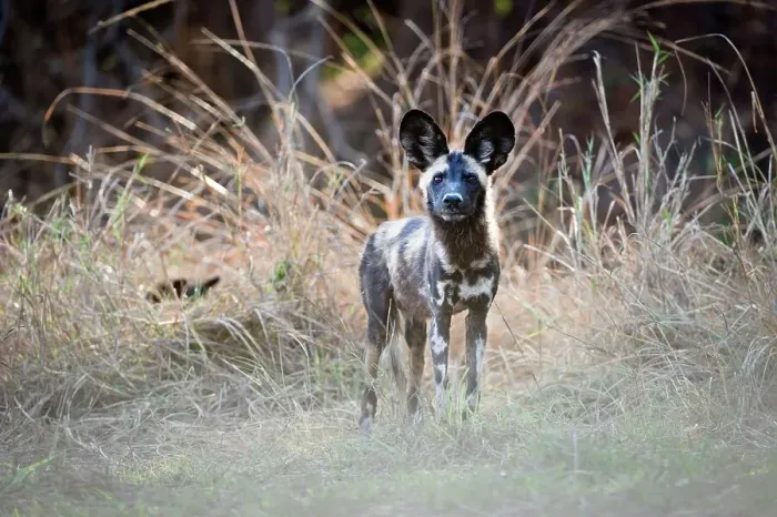 Framed Print : Juvenile African Wild Dog (Lycaon pictus) standing on the banks of the Luangwa River Framed Print : Juvenile African Wild Dog (Lycaon pictus) standing on the banks of the Luangwa River