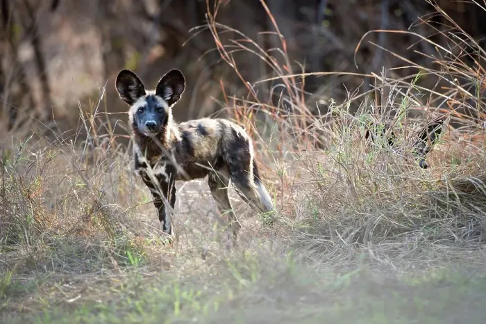 Framed Print : Juvenile African Wild Dog (Lycaon pictus) standing on the banks of the Luangwa River Framed Print : Juvenile African Wild Dog (Lycaon pictus) standing on the banks of the Luangwa River