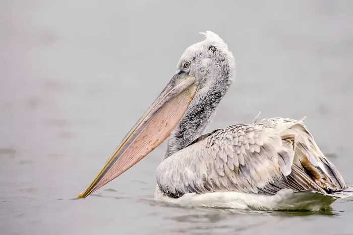 Framed Print : Juvenile Dalmatian Pelican (Pelecanus crispus) in a lake Framed Print : Juvenile Dalmatian Pelican (Pelecanus crispus) in a lake