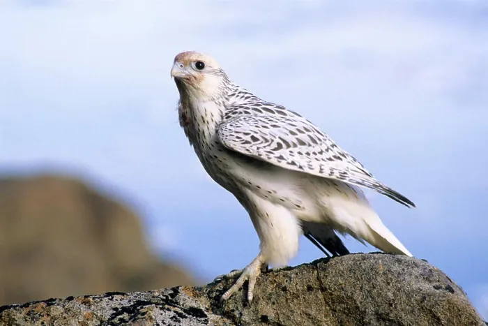 Framed Print : Juvenile gyrfalcon Falco rusticolus, Ellesmere Island, Nunavaut, Arctic Canada